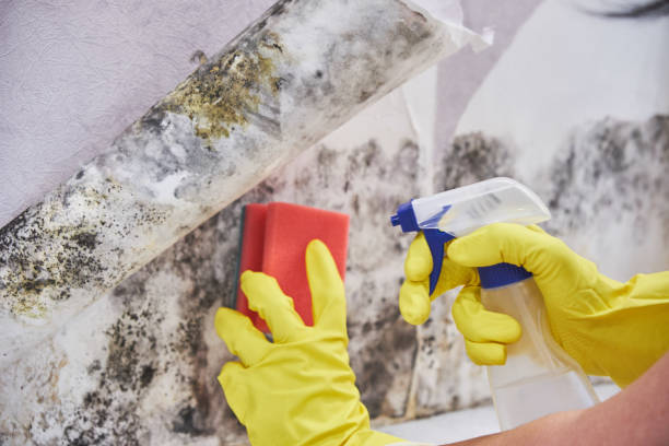 Best Environmental Consulting for Mold Prevention  in Fox Lake Hls, IL